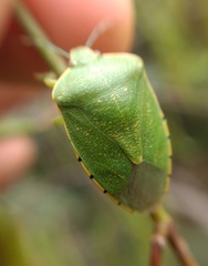 Chinavia montivaga