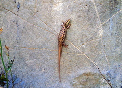 Heremites auratus