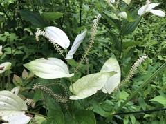 Saururus chinensis
