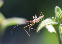 Zelus renardii