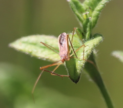 Zelus renardii