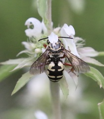 Triepeolus grandis