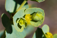Euphorbia lurida