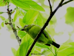 Pteruthius aenobarbus