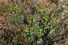 Euphorbia lurida