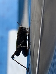 Omocestus