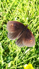 Erebia pronoe