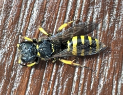 Ectemnius cephalotes