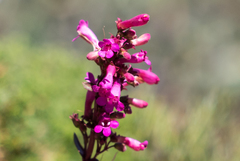 Penstemon clevelandii clevelandii
