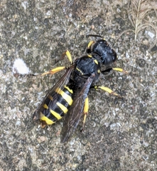 Ectemnius cephalotes