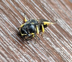 Ectemnius cephalotes