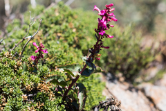 Penstemon clevelandii clevelandii