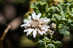 Ericameria cuneata macrocephala