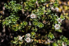 Ericameria cuneata macrocephala