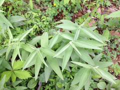 Calystegia spithamaea