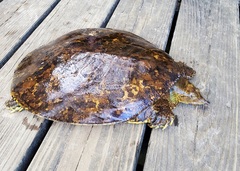 Apalone spinifera aspera