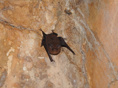 Peropteryx macrotis