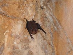 Peropteryx macrotis