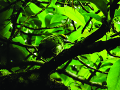 Psilopogon armillaris