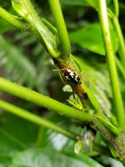Zygogramma violaceomaculata