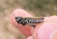 Omocestus haemorrhoidalis