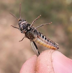 Omocestus haemorrhoidalis