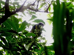 Psilopogon pyrolophus