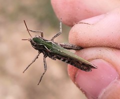 Omocestus haemorrhoidalis