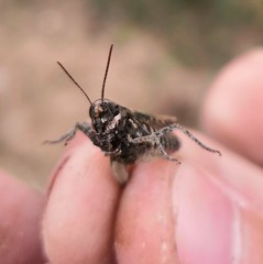 Omocestus haemorrhoidalis