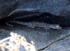 Mediodactylus