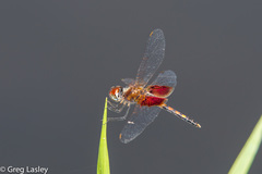 Celithemis amanda