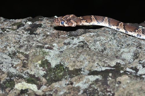 Photo of a Graceful Racer (Platyceps gracilis)