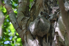 Lepilemur leucopus