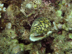 Conus marmoreus