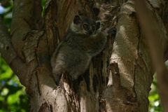 Lepilemur leucopus