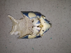 Panulirus ornatus