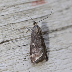 Loxostege sticticalis