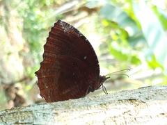 Elymnias hypermnestra hypermnestra