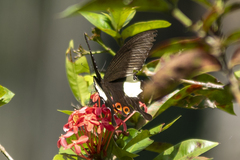 Papilio iswara