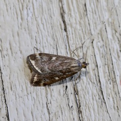 Loxostege sticticalis