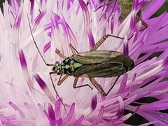 Oncotylus viridiflavus