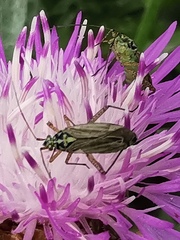 Oncotylus viridiflavus