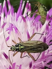 Oncotylus viridiflavus