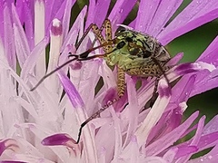 Oncotylus viridiflavus