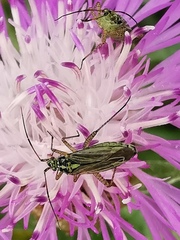 Oncotylus viridiflavus