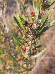 Dodonaea viscosa angustissima
