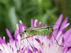 Oncotylus viridiflavus