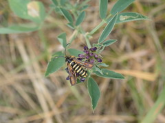 Bembecia ichneumoniformis