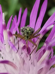 Oncotylus viridiflavus