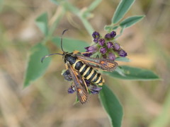 Bembecia ichneumoniformis